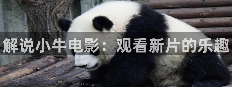 新疆的西瓜：解说小牛电影：观看新片的乐趣