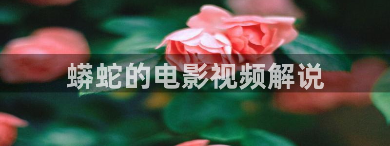 暴风眼免费观看西瓜